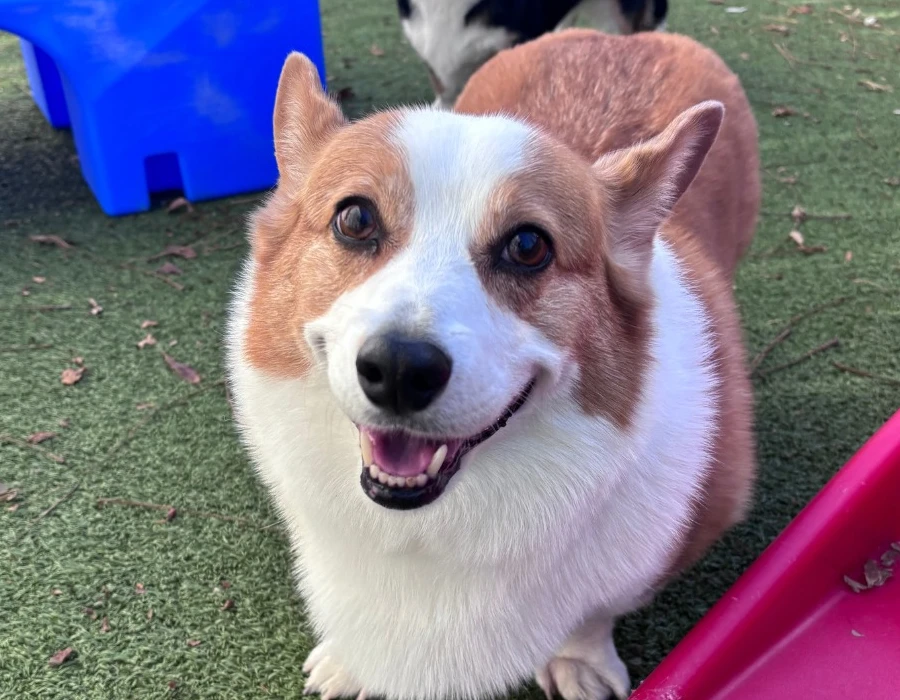 happy dog looking at camera