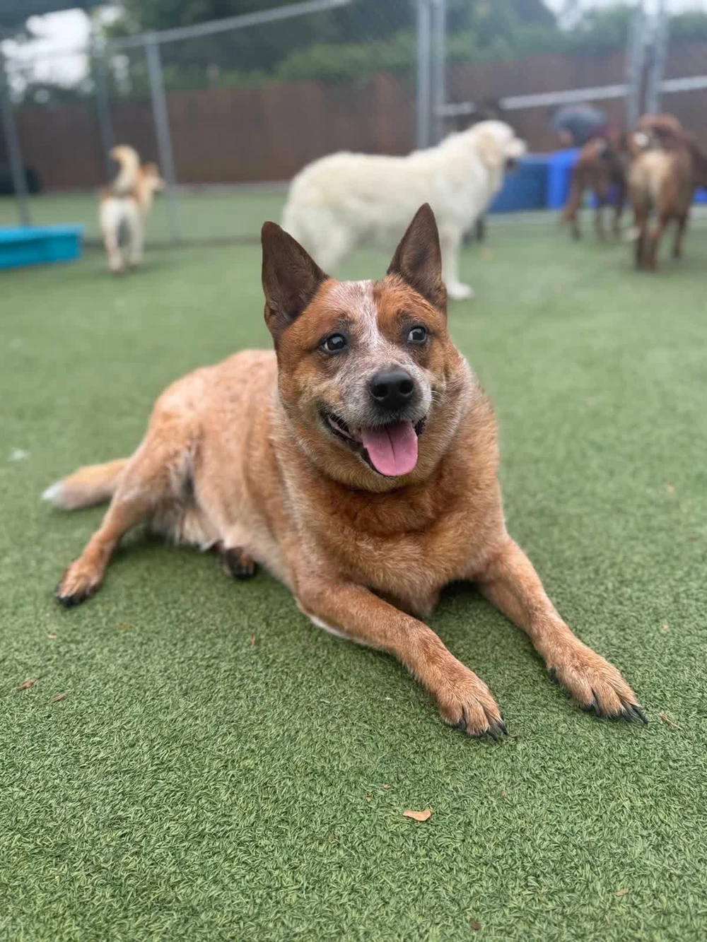 dog relaxing outside