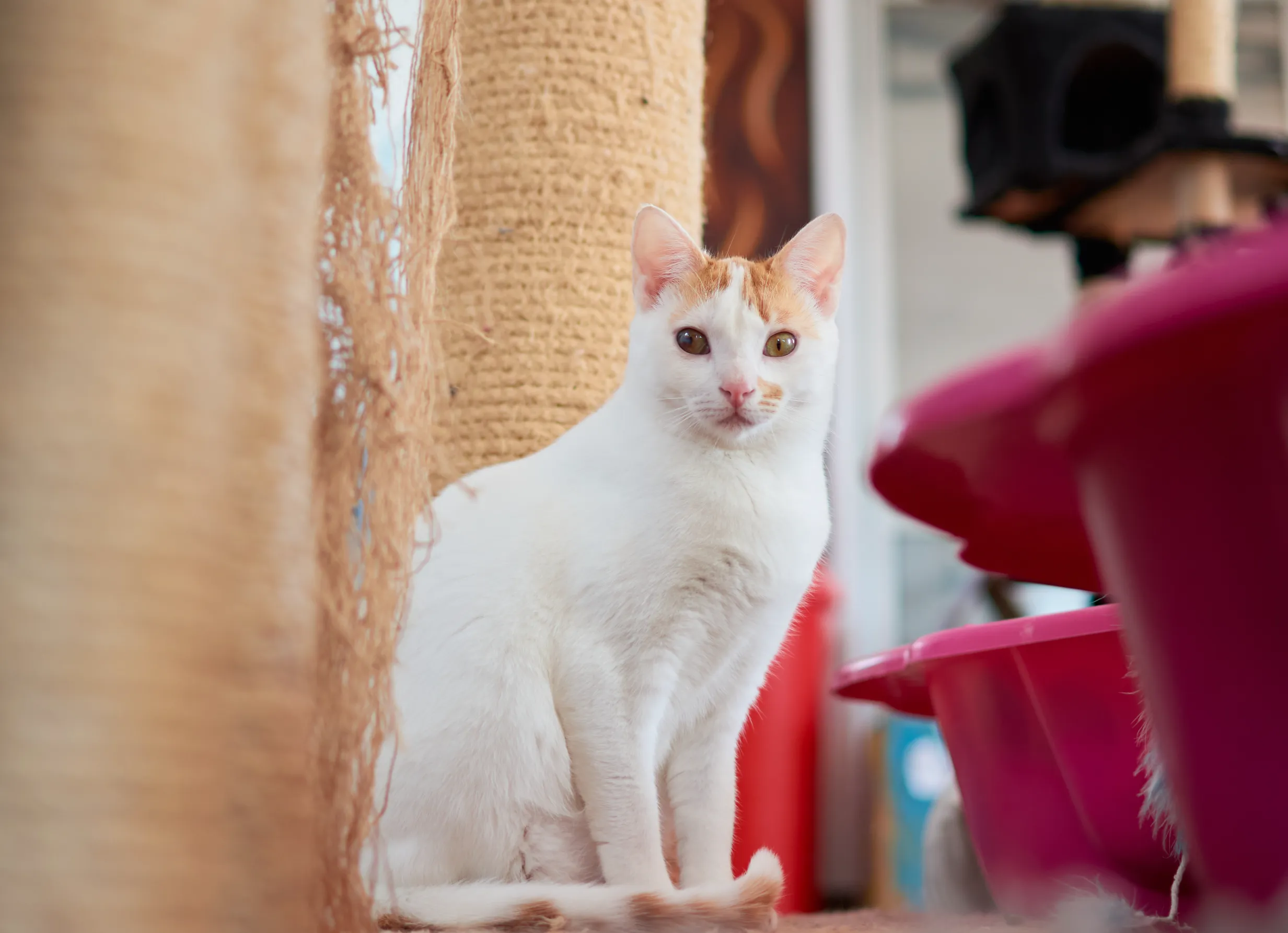 white cat sitting near scratching post at pampered pets bed & biscuit